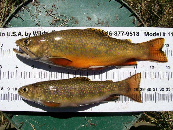 File:Salvelinus fontinalis California.png