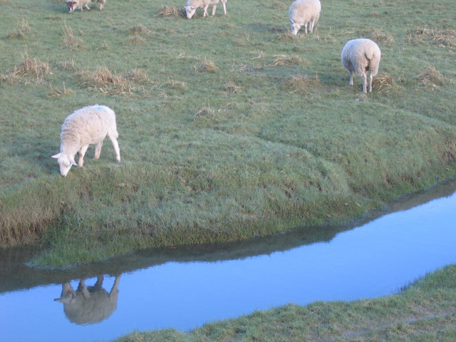 File:Sheep on the saltmarsh at Grange-over-Sands - geograph.org.uk - 1026661.jpg