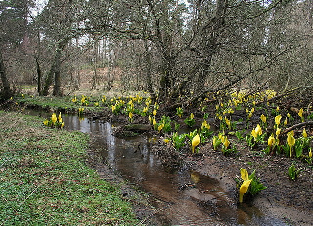 Lysichiton americanus  Skunk_Cabbage_by_Lochnabo_herald_the_Spring_-_geograph.org.uk_-_1213742