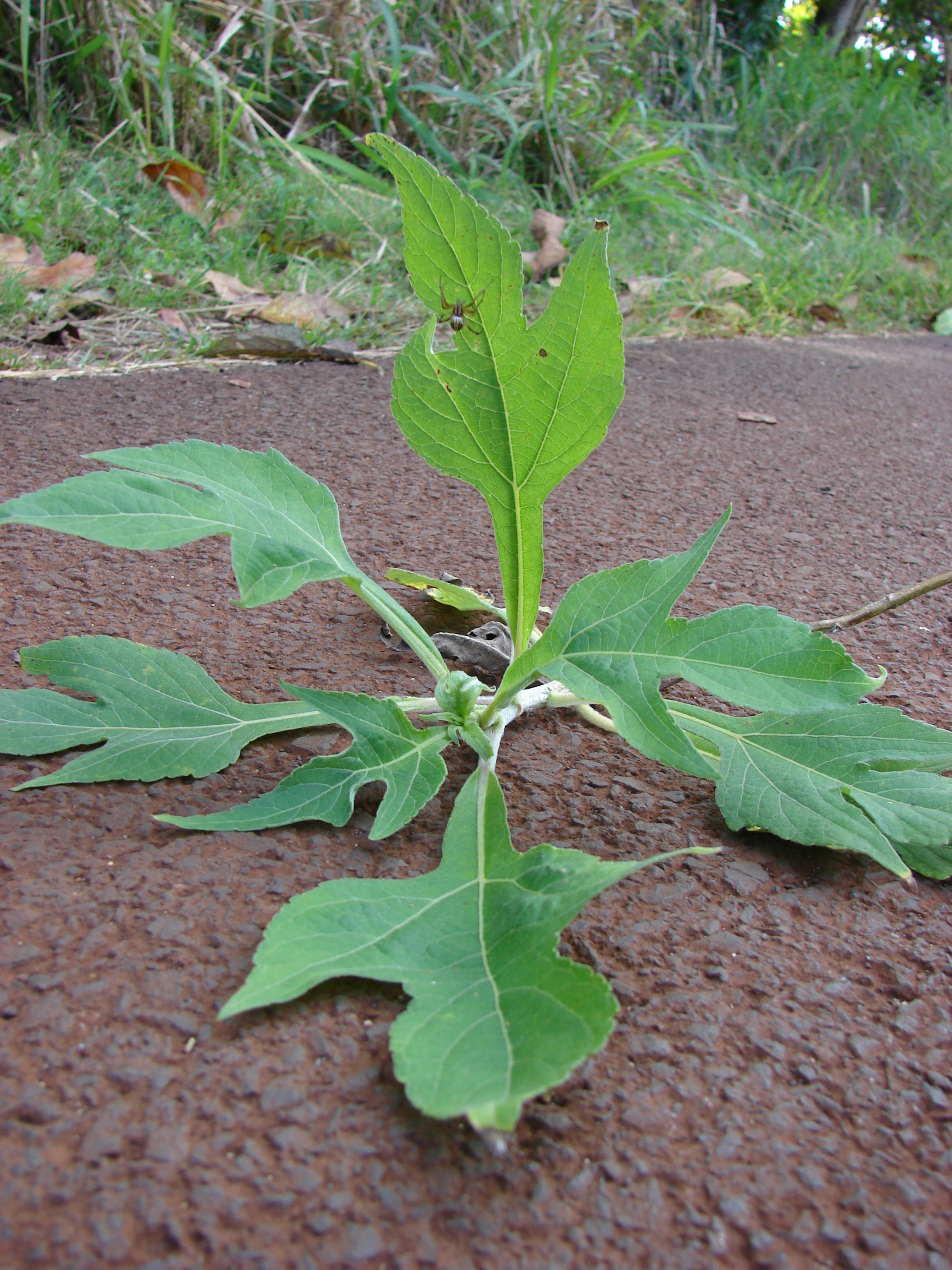 Tithonia diversifolia - Wikiwand