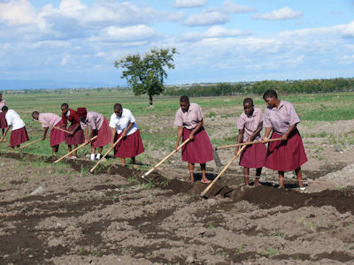 File:Tanzanian students tending school crops.jpg