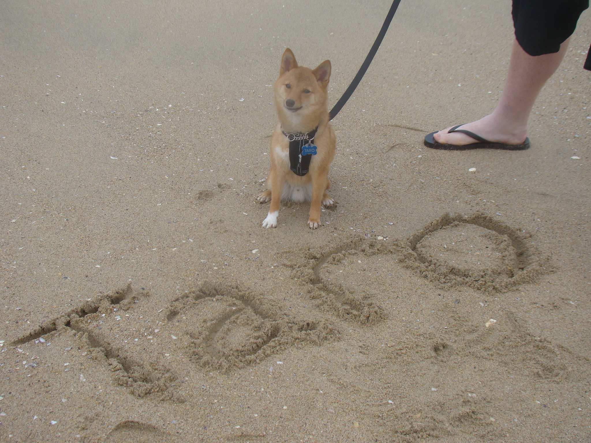 File:Taro the Shiba Inu and His Name in the  - Wikimedia Commons
