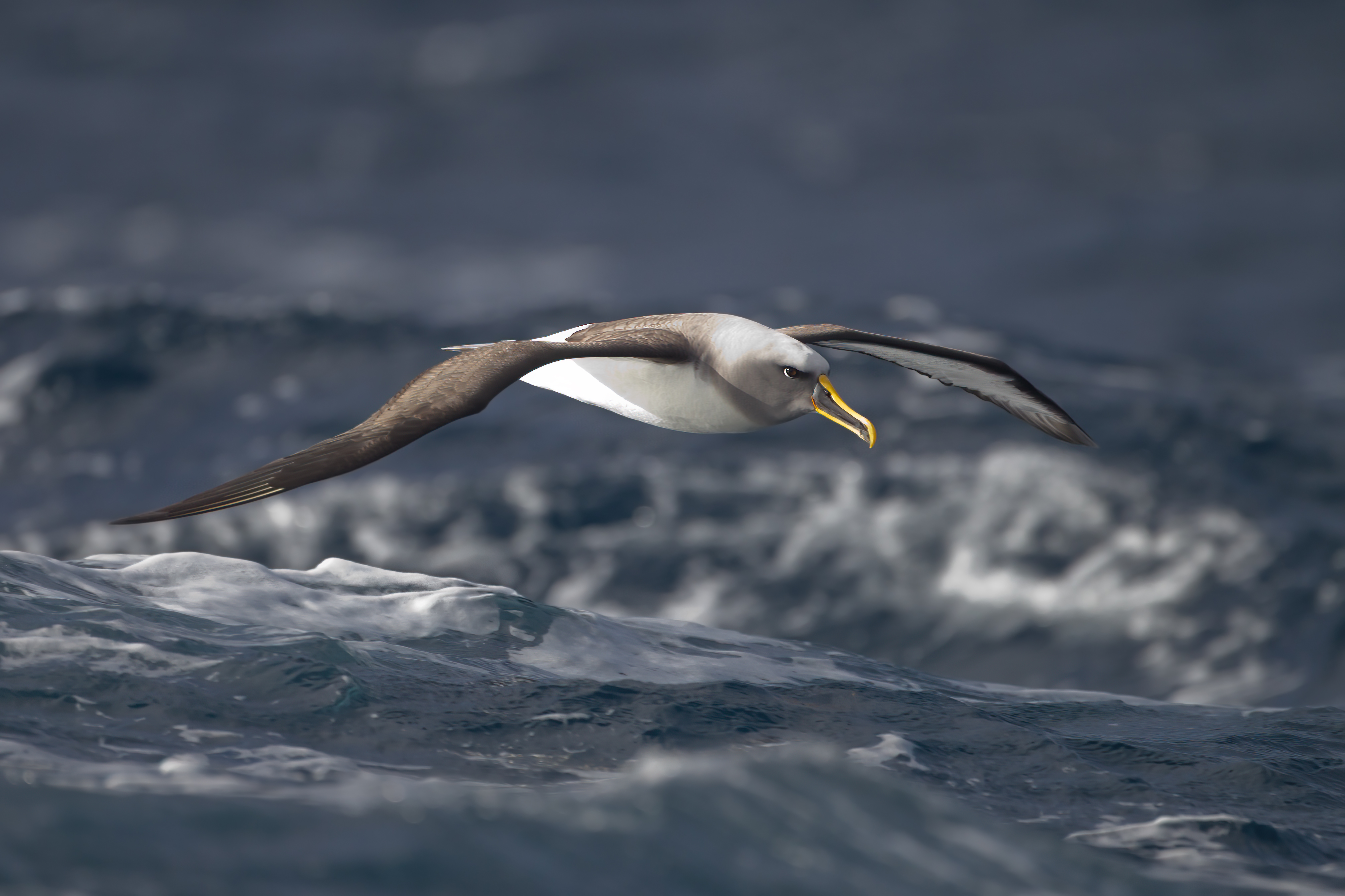 Albatrosses & Petrels (Procellariiformes)