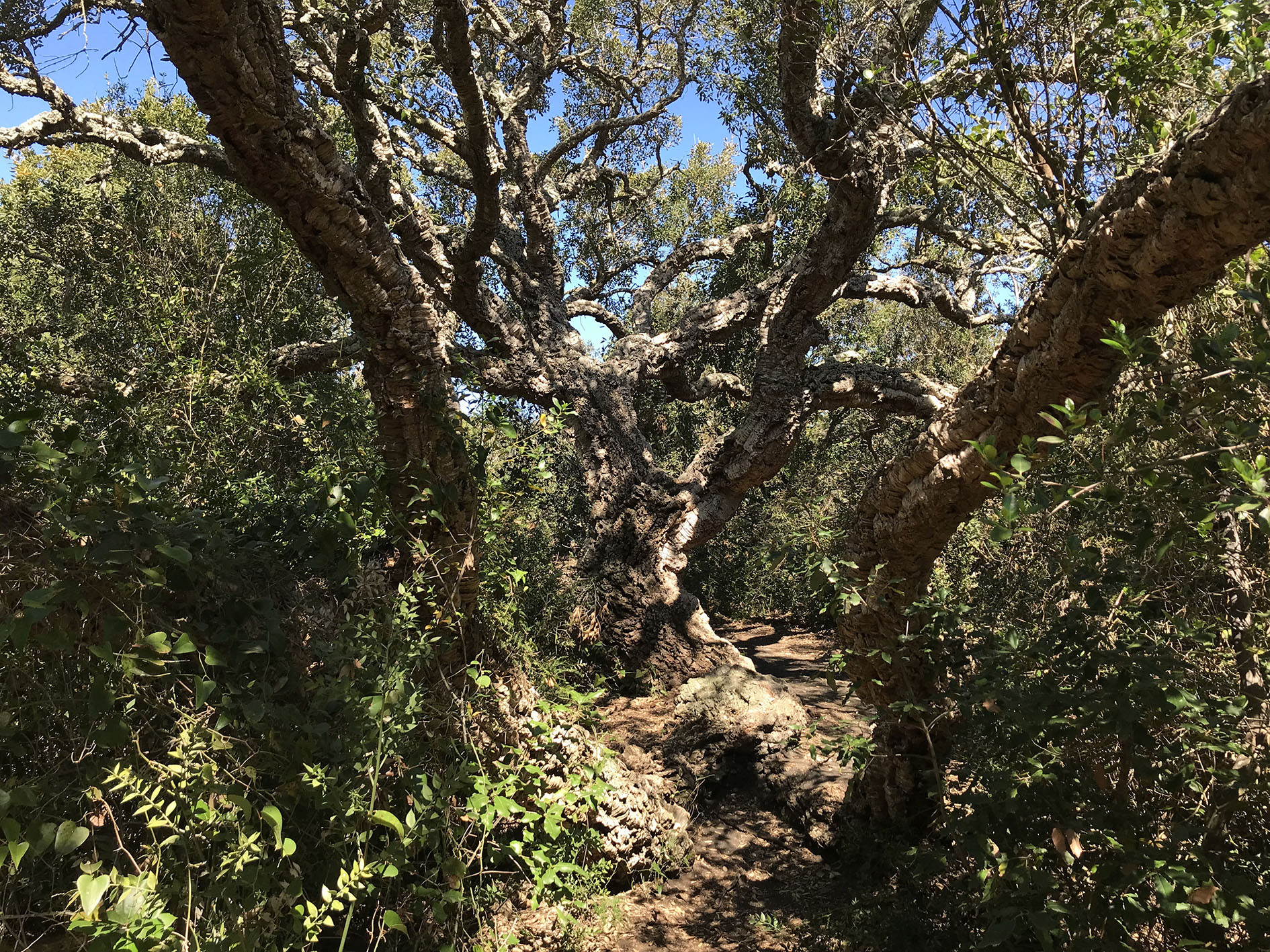 The century-old cork tree of the Lago di Burano WWF Oasis