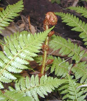 A tree fern unrolling a new frond