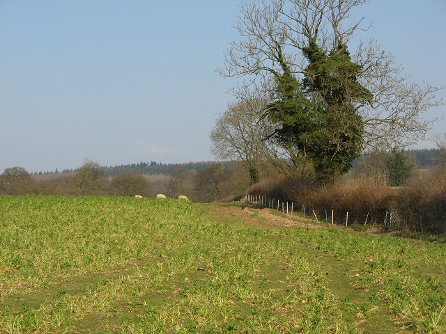 File:Turnip field, Croft - geograph.org.uk - 387678.jpg