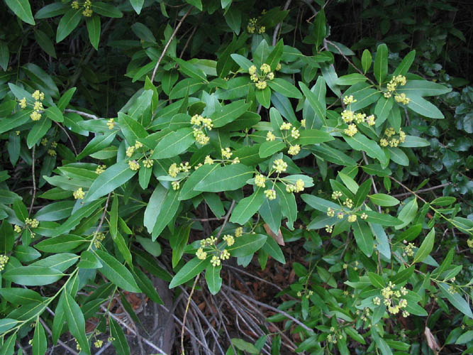 File:Umbellularia californica 02.jpg - Wikipedia