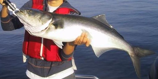 Файл:Very Large Bluefish.JPG