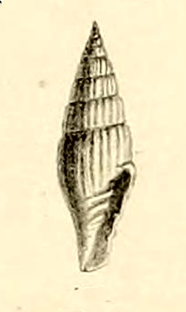 <i>Vexillum recticosta</i> Species of gastropod
