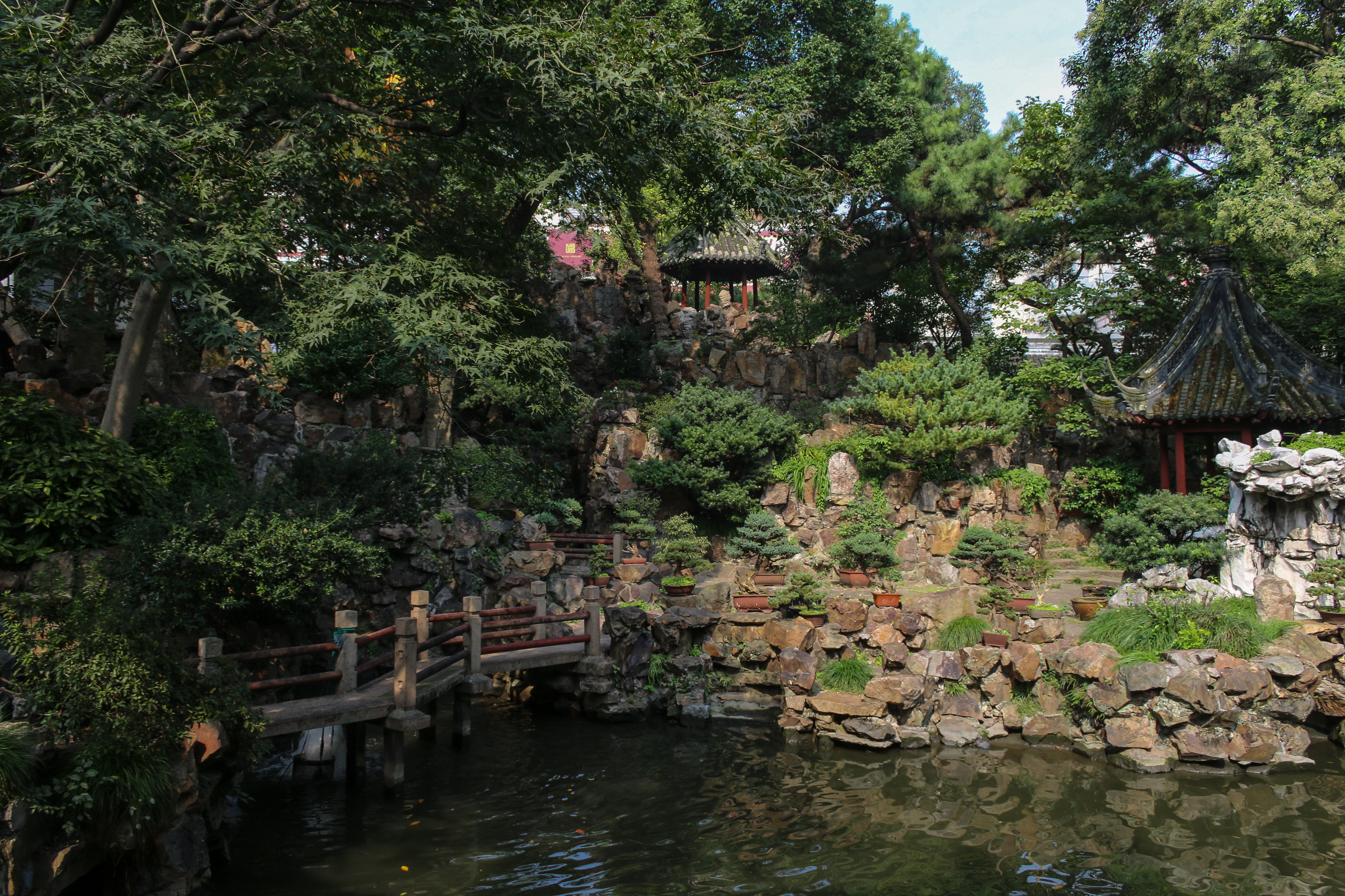 Fleur de lotus - Jardin de Chine