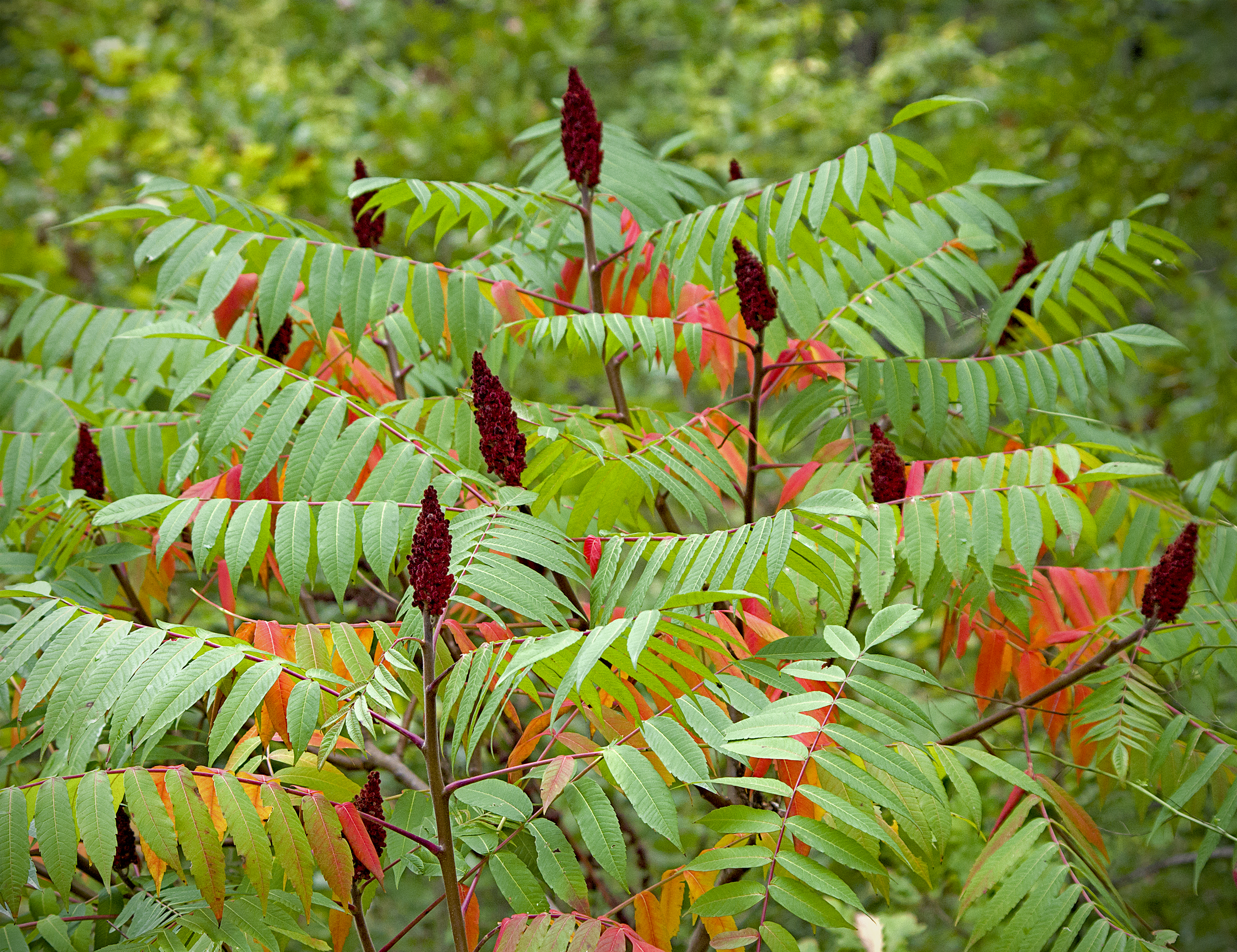 Smooth Sumac  Missouri Department of Conservation