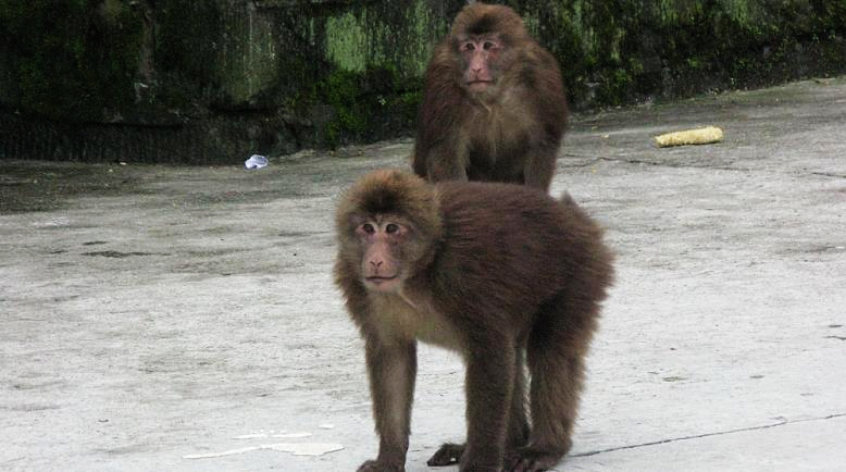 File:雷洞坪的猴子-流浪的狗狗 - panoramio.jpg