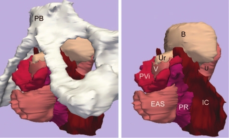 File:3DSlicer-Margulies-ObstetGynecol2006-fig1.jpg