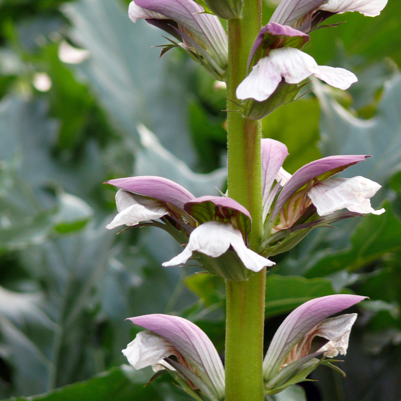 Акант растение. Акант Моллис (Acanthus mollis). Акант Моллис (медвежья лапа). Акант венгерский. Акант вариегатный.