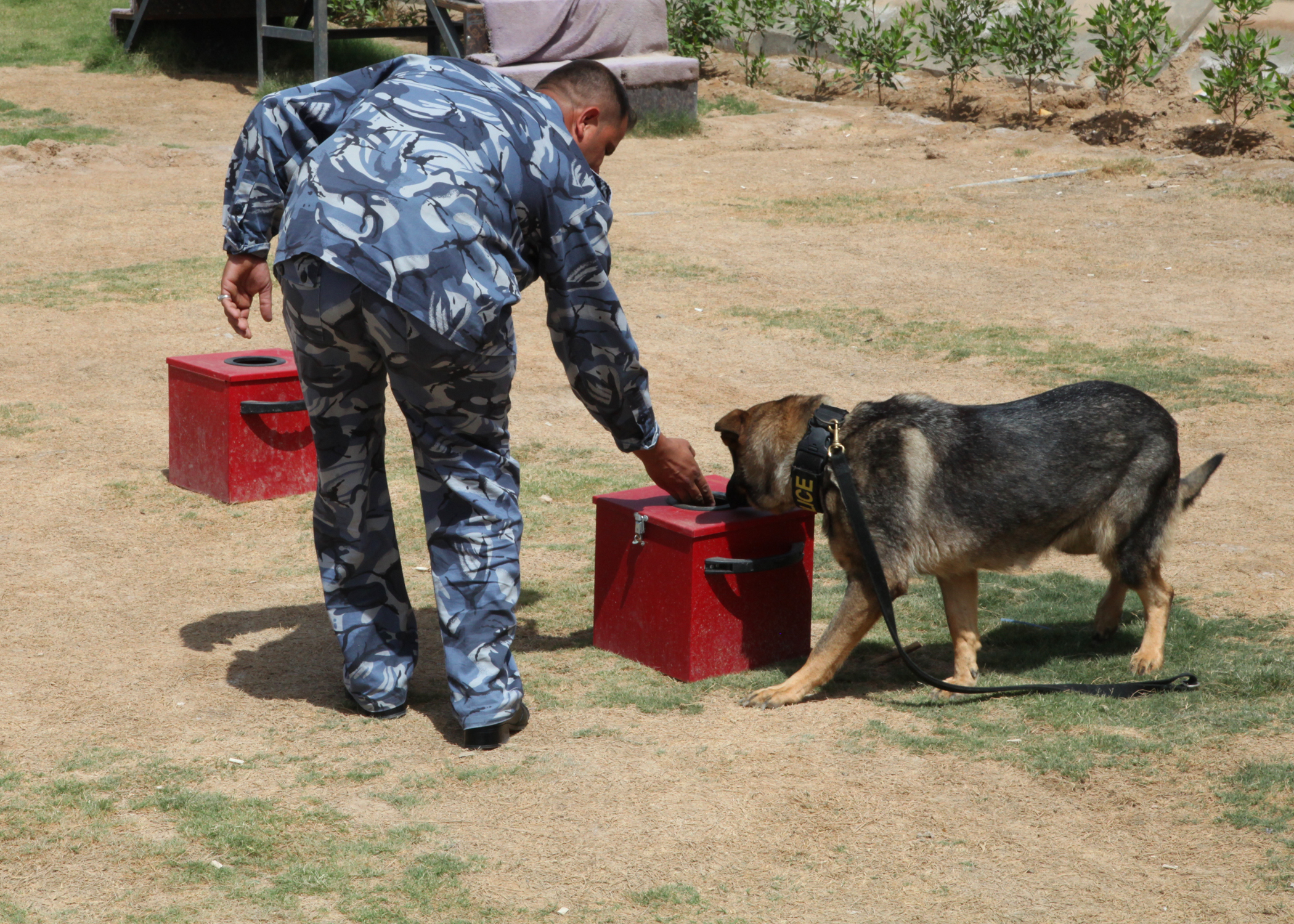 File:An Iraqi Police K9 dog searches for explosive materials assisted by  his trainer in Basrah, Iraq, May 3, 2011  - Wikimedia  Commons