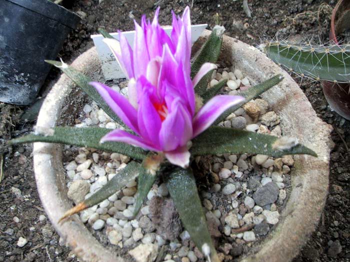 File:Ariocarpus agavoides 2.jpg