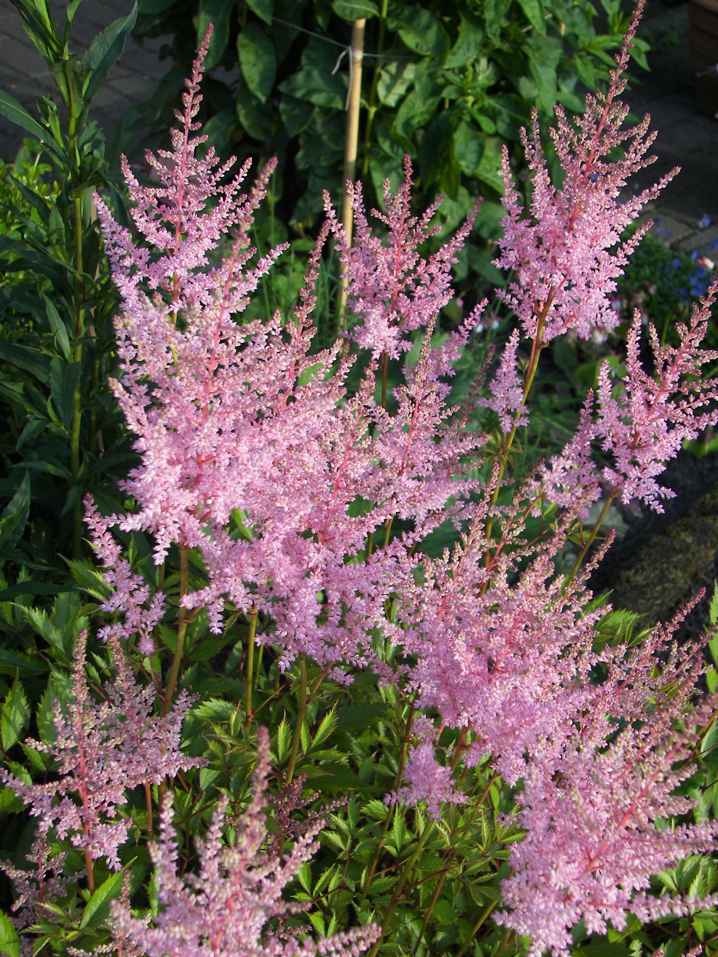 Астильба простолистная hennie graafland фото