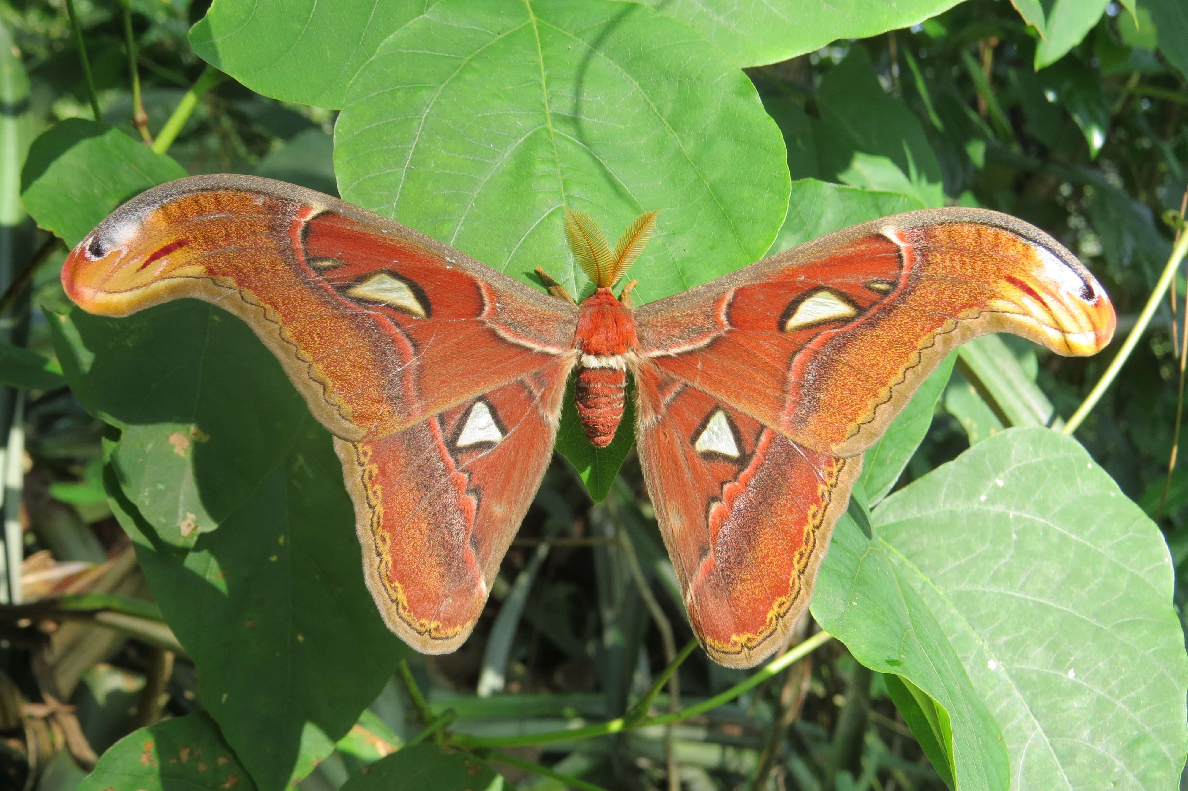 Attacus atlas фото