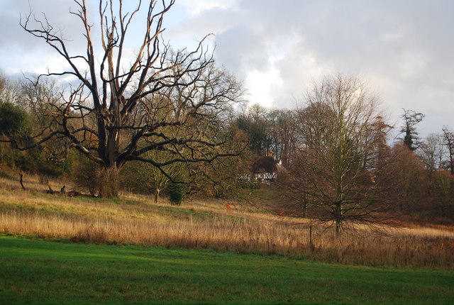 File:Bare trees in Mote Park - geograph.org.uk - 1610489.jpg