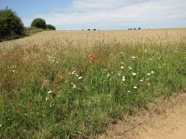 File:Barley and wild flowers beside the path to Lucas Hill Wood, Burnham Thorpe - geograph.org.uk - 2529920.jpg