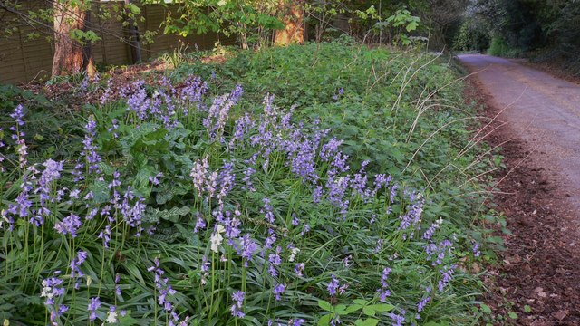 File:Blue and white bells on a drive near Spreakley - geograph.org.uk - 1265269.jpg