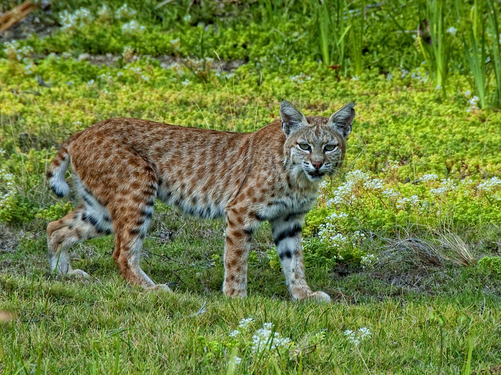 Saving Endangered Bobcats in New Jersey