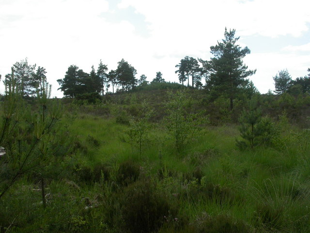 File:Boveridge Heath, Noon Hill - geograph.org.uk - 1362979.jpg