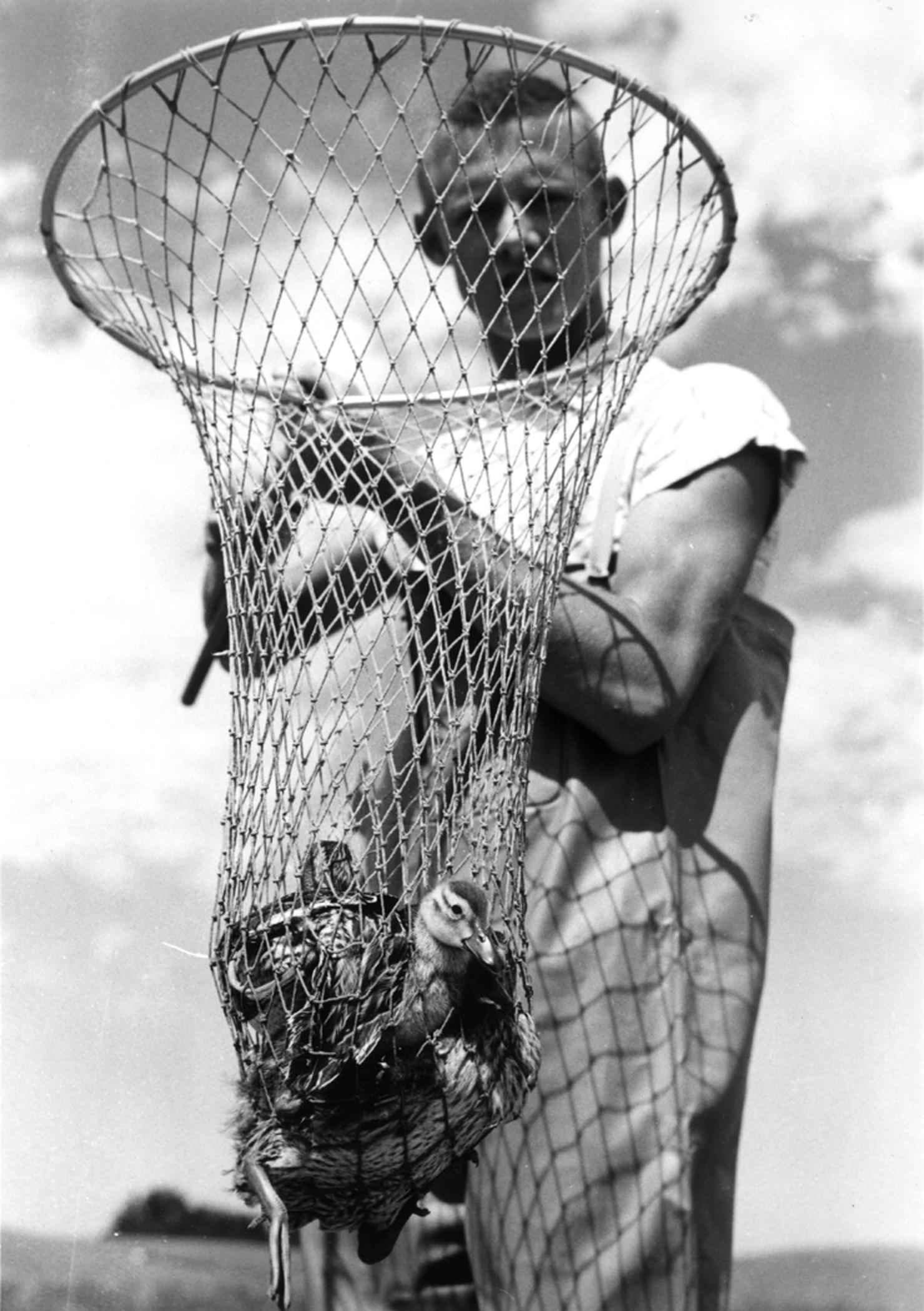 File:Boy holds duck in net historical image vintage.jpg - Wikimedia Commons