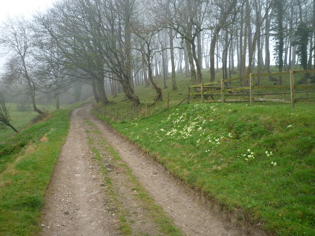 File:Bridleway and small wood above Higher Meerhay Farm - geograph.org.uk - 2333173.jpg