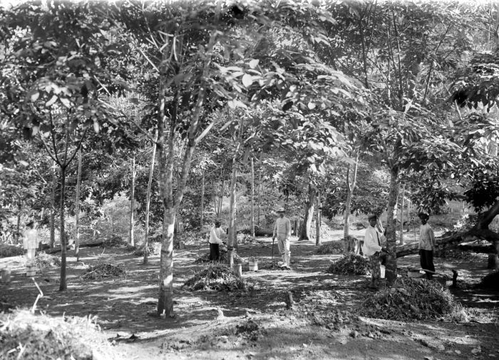 File:COLLECTIE TROPENMUSEUM Het aftappen van Hevea brasiliensis rubberbomen op de onderneming Penandjoeng en Mandalareh bij Bandjar TMnr 10024154.jpg