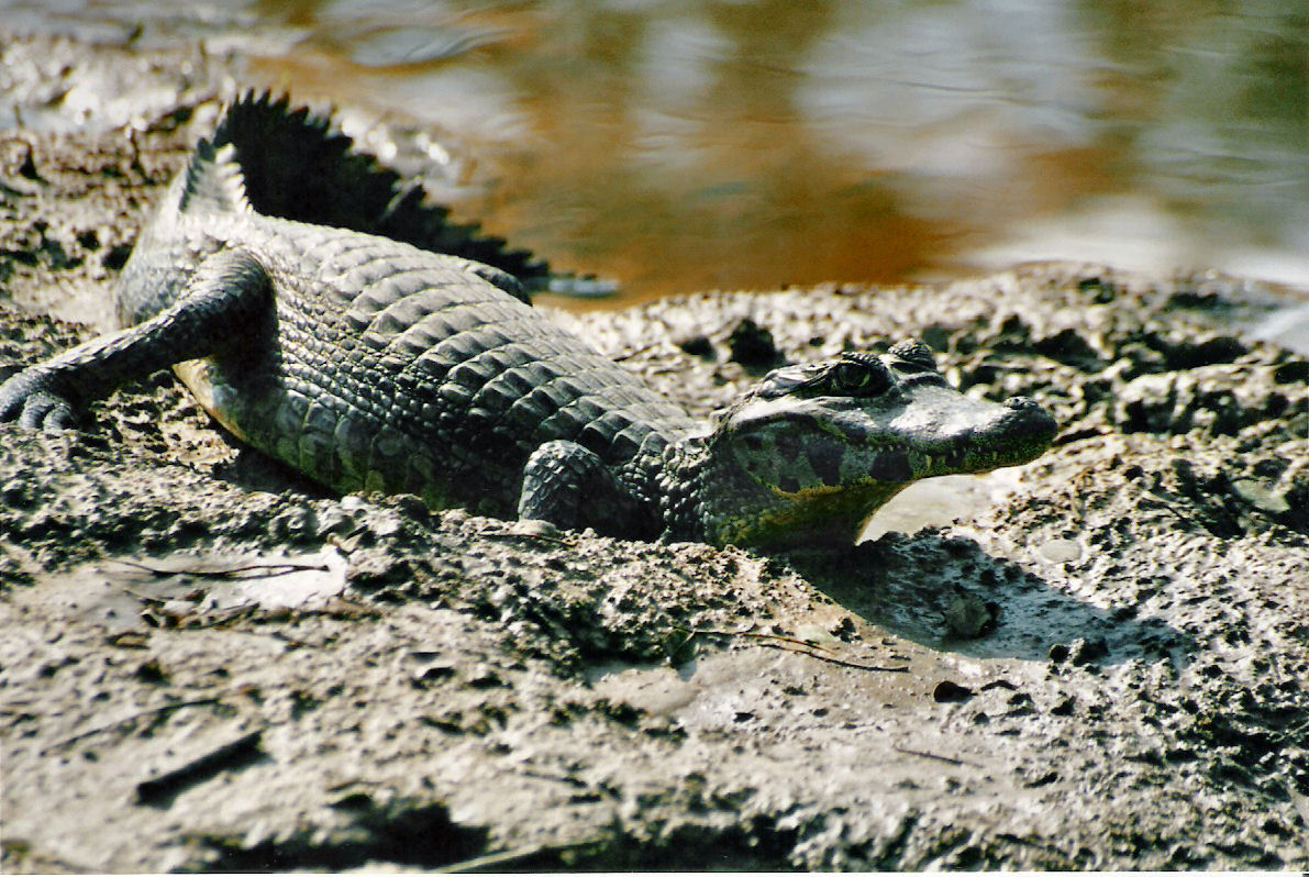 caiman crocodile