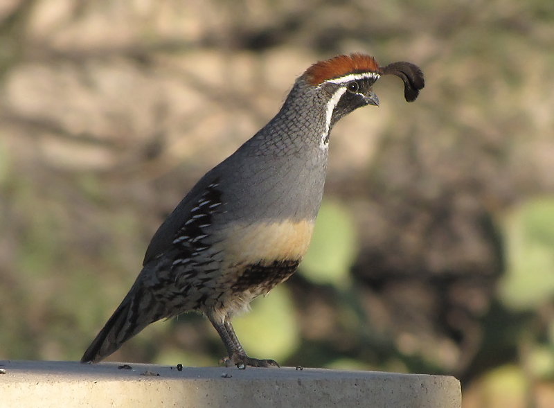 File:Callipepla californica 1.jpg