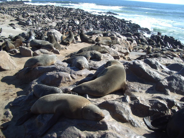 File:Cape Cross Seal Colony.jpg
