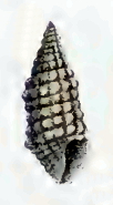 <i>Carinapex papillosa</i> species of mollusc