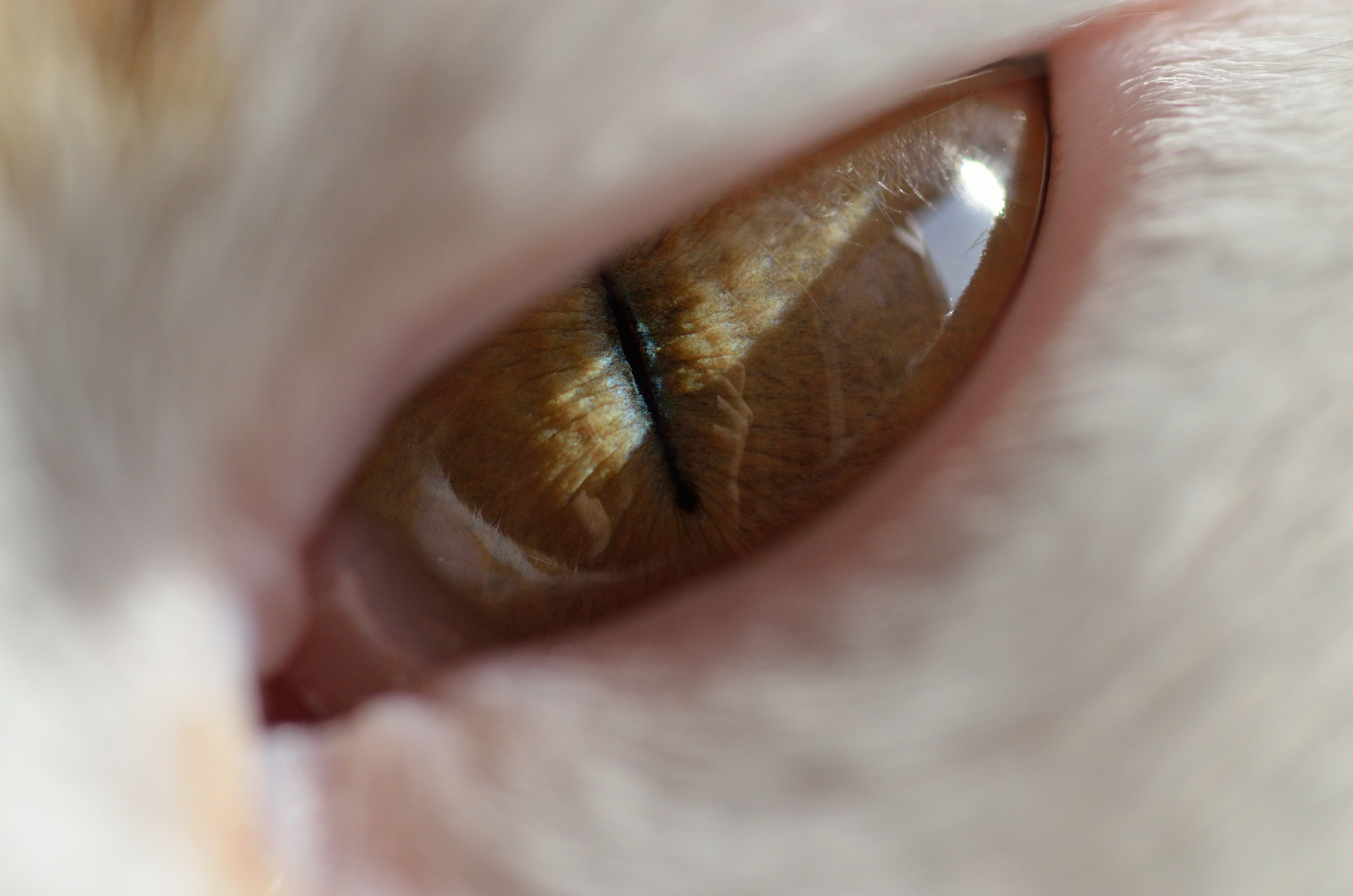 Человеческий кошачий глаз