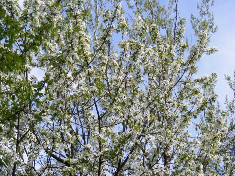 File:Cherry-Flowers 30512-480x360 (4817518056).jpg