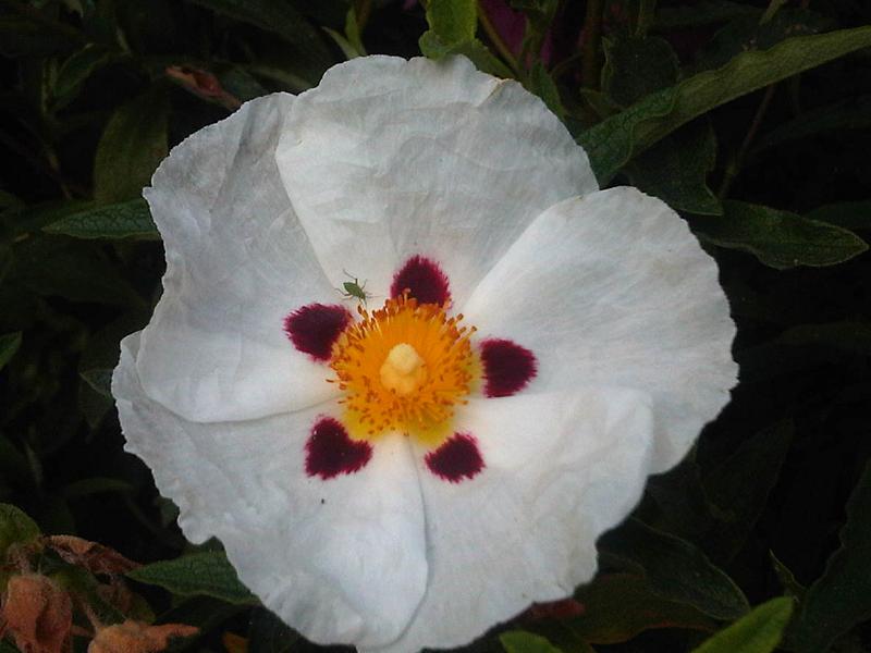 File:Cistus ladanifer L157.jpg