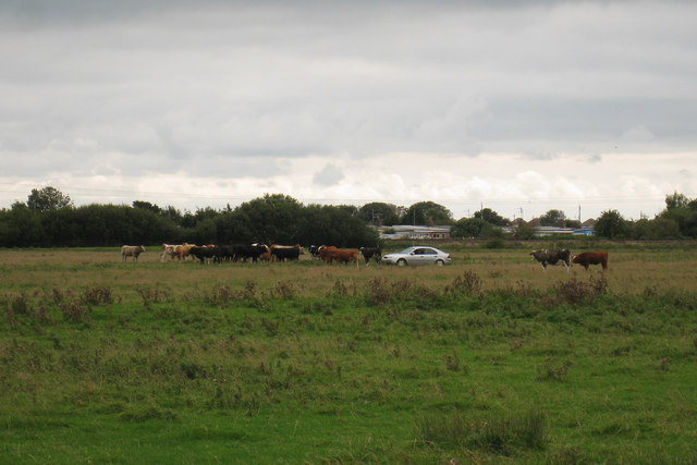 File:Cows and car in field at Pevensey Bay, East Sussex - geograph.org.uk - 953542.jpg