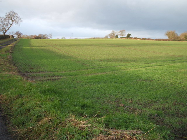 File:Crop field off the A68 - geograph.org.uk - 4794985.jpg