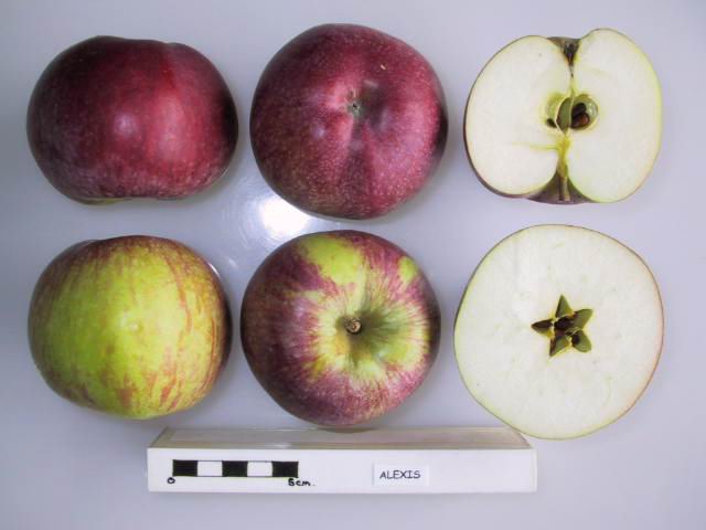 File:Cross section of Alexis, National Fruit Collection (acc. 1967-058).jpg