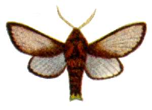 <i>Doratifera oxleyi</i> Species of moth