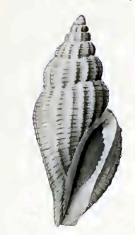 <i>Eucithara guentheri</i> Species of gastropod