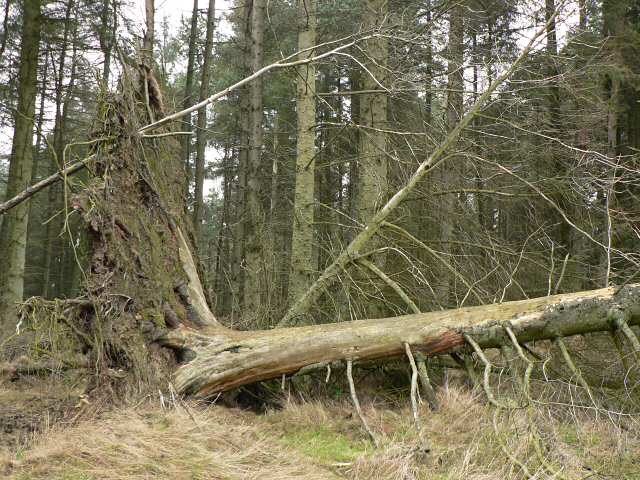 Albero caduto nella foresta di Pitmedden, Scozia, a causa della scarsa stabilit&agrave; derivante da un sistema di radici prevalentemente superficiali. Credits: Wikimedia commons.
