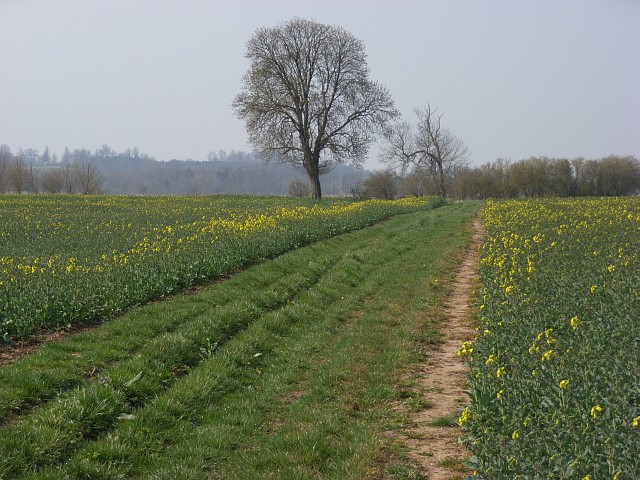 File:Farmland, Duxford - geograph.org.uk - 387330.jpg