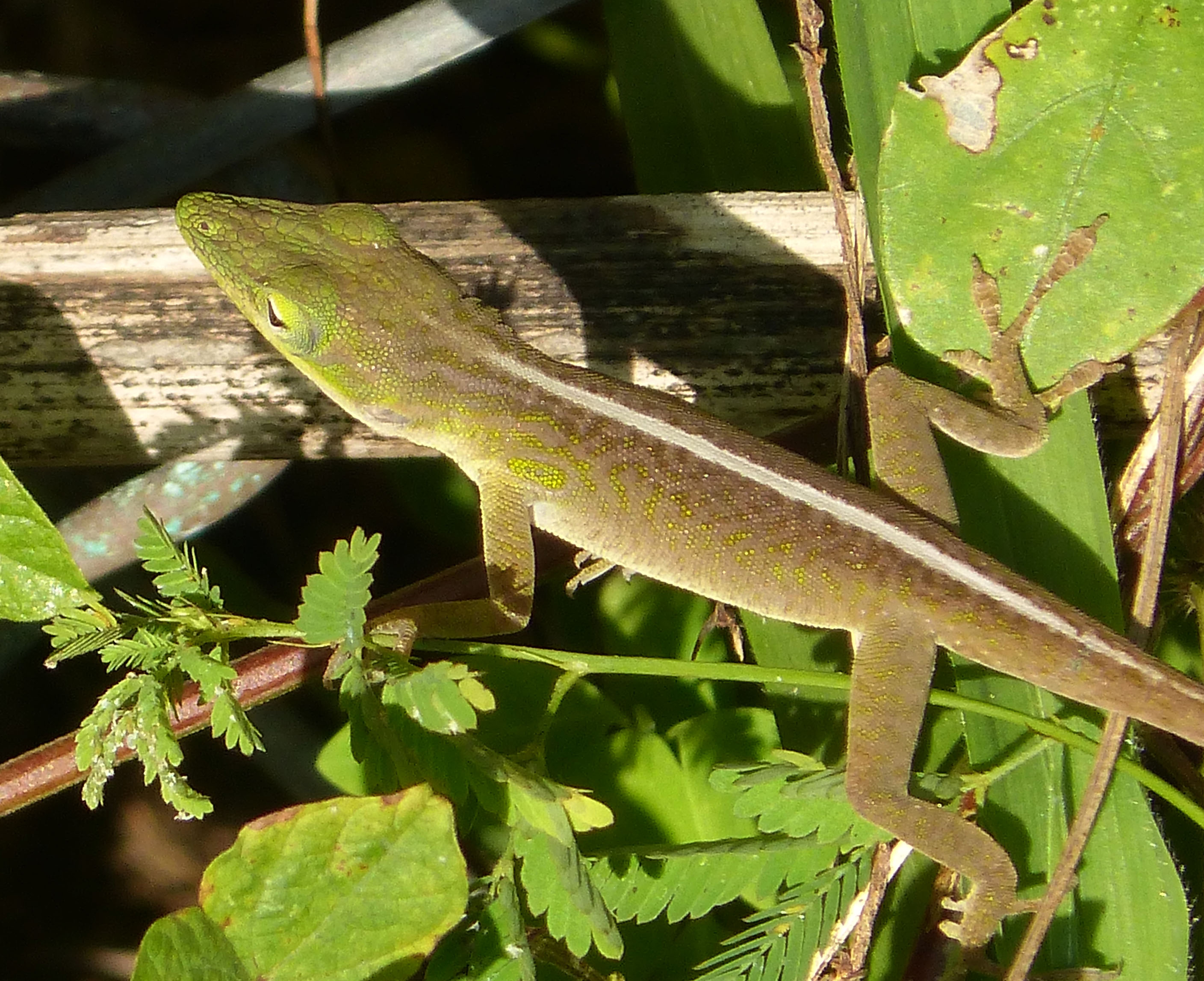 cuban green anole