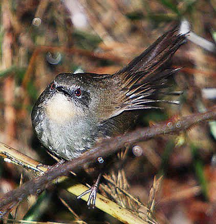 Flickr - Rainbirder - Ceylon bush warbler (Bradypterus palliseri) (cropped).jpg