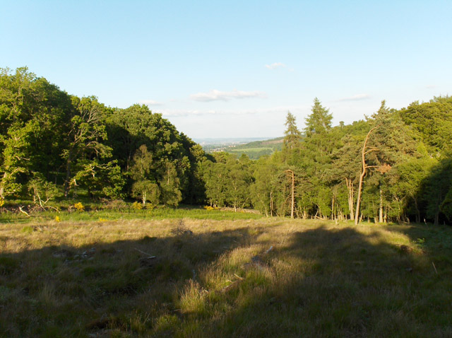 File:Forest, Touch - geograph.org.uk - 185384.jpg