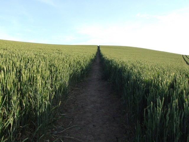 File:Furze Hill public footpath - geograph.org.uk - 654565.jpg