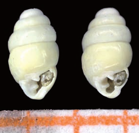 <i>Gastrocopta</i> sp. Viernheim Species of gastropod