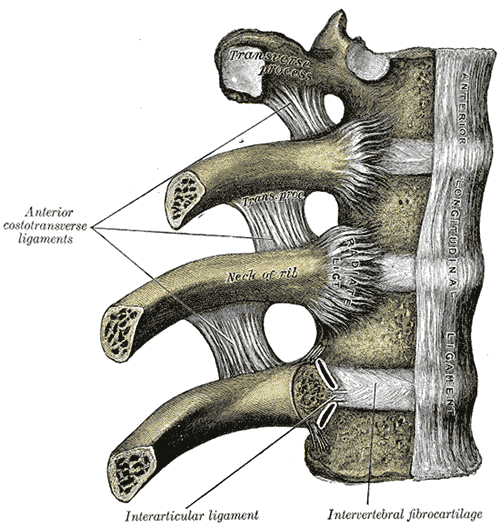 Articulația sternoclaviculară